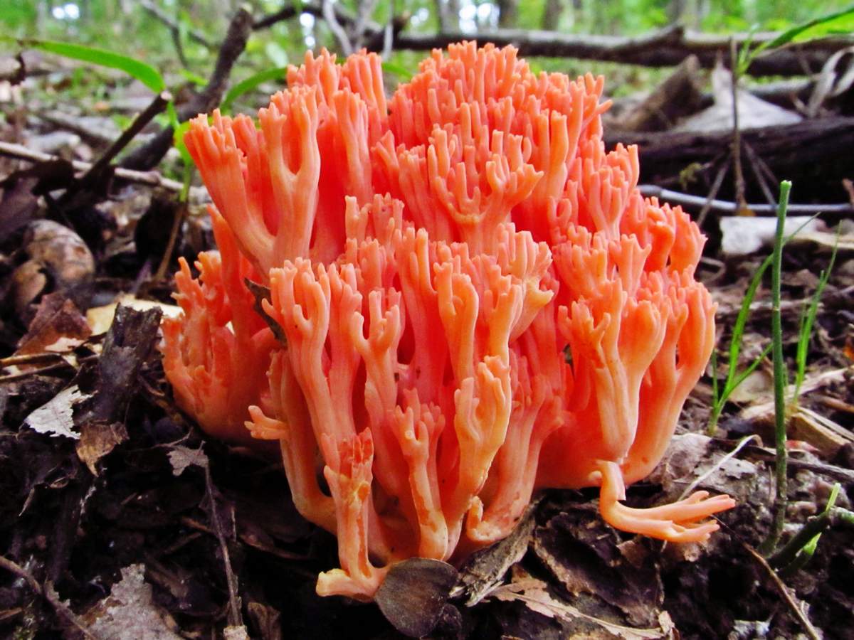 Champignons