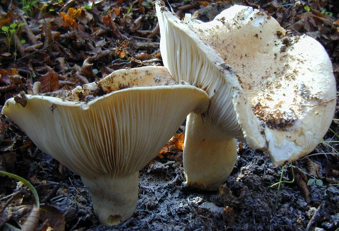 Coiffe de lait blanche