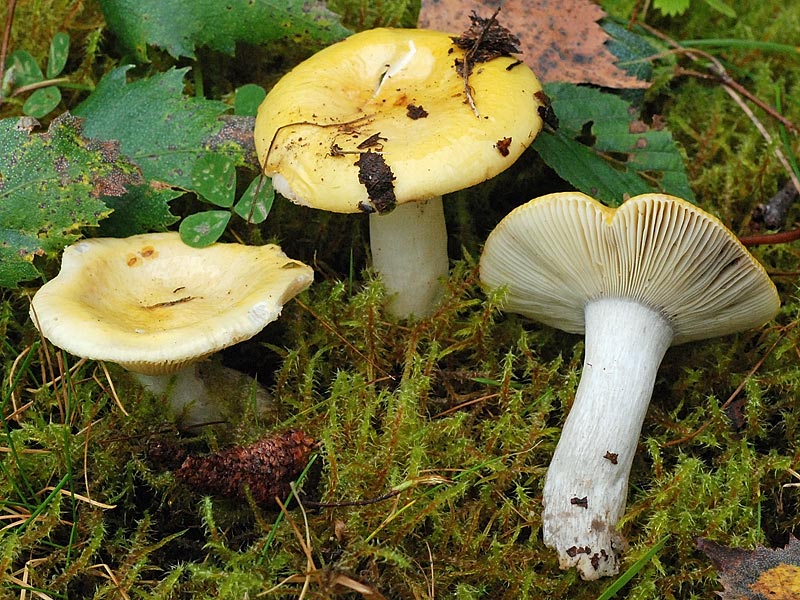 Russule