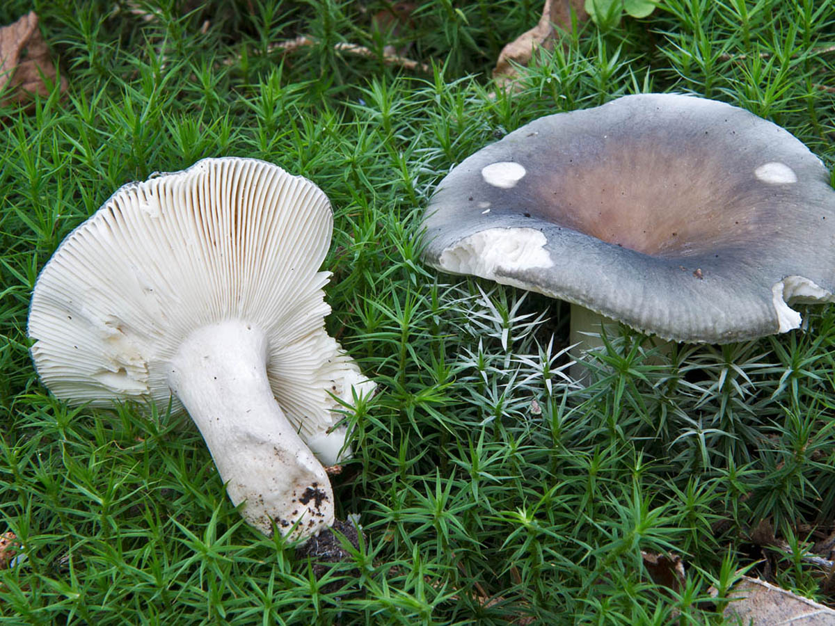 Purpurgrüner Täubling