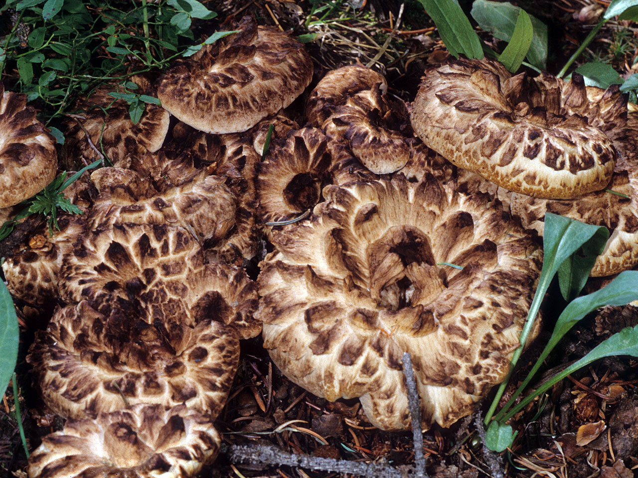 Buntblättriger Igelpilz