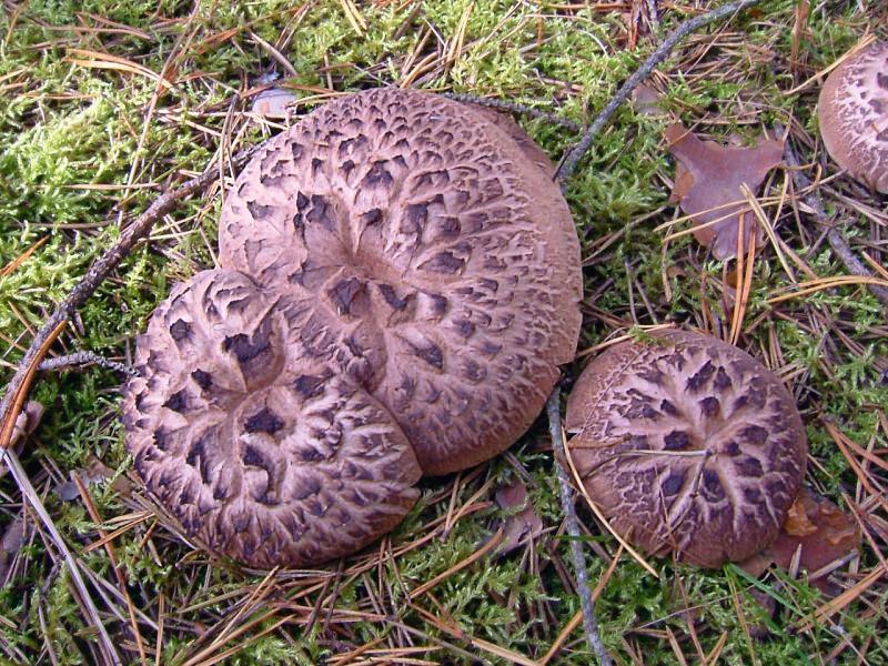 Buntblättriger Igelpilz