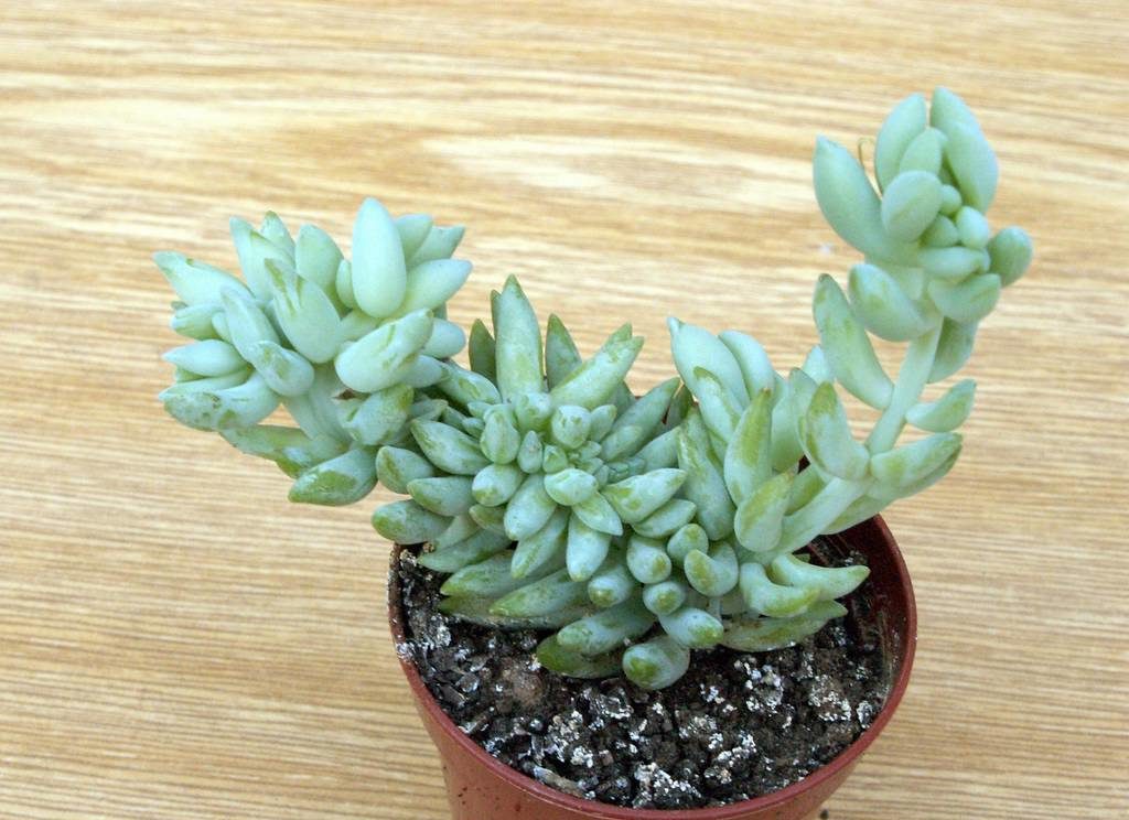 Sedum morganii