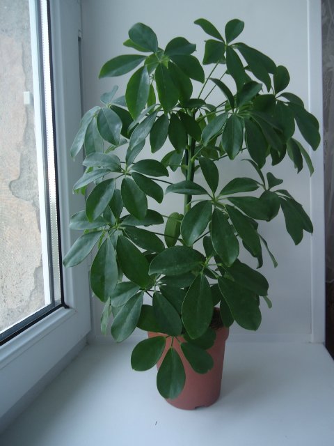 Schefflera