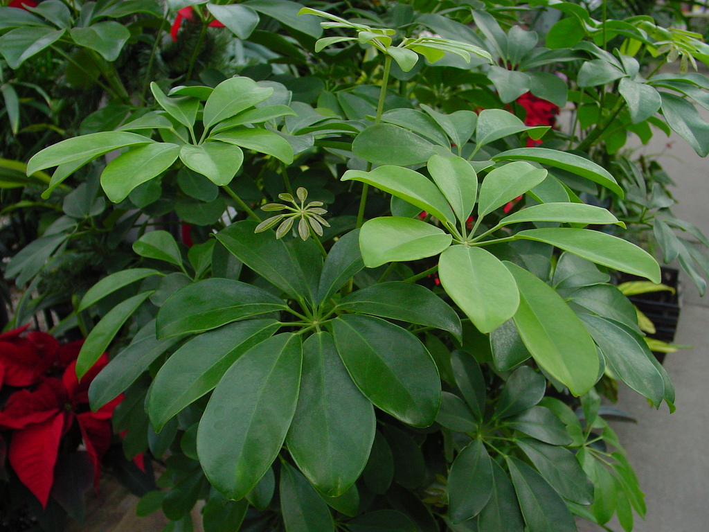 Schefflera octofoliata