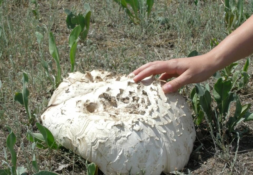 Champignon de Crimée