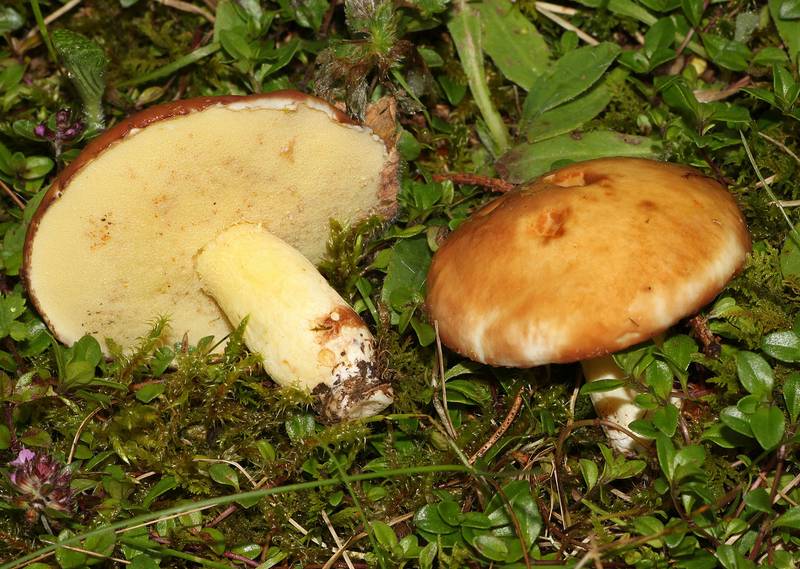 Schmetterlinge
