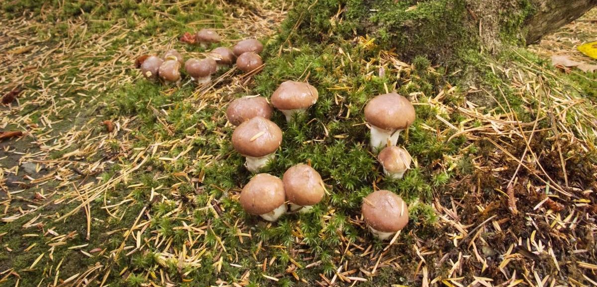 Champignons beurre communs