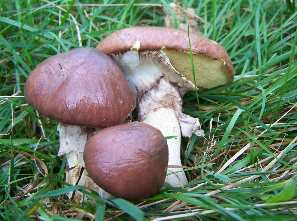 Späte Butterpilze