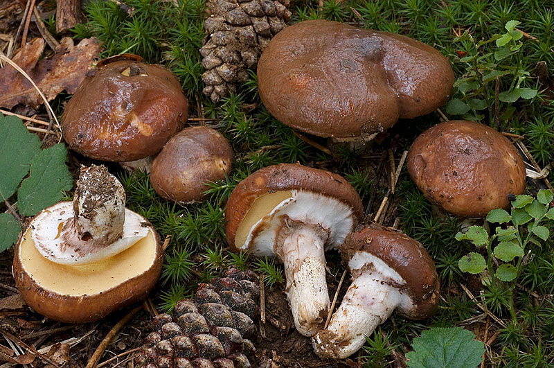 Späte Butterpilze