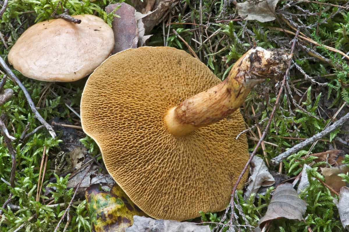 Schmetterlinge