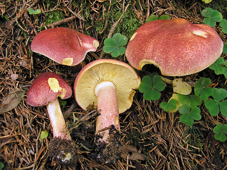 Kiefernhonigpilz
