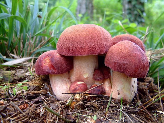 sorbier jaune-rouge