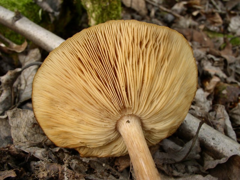 Agaric