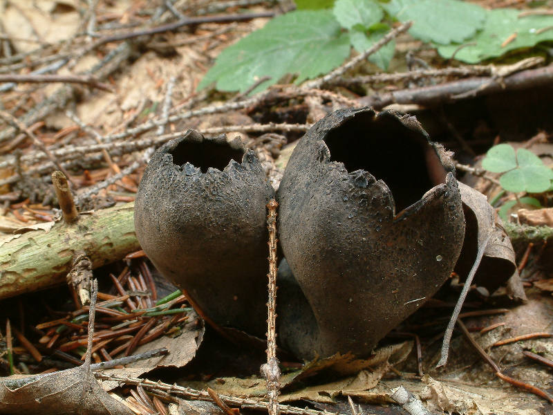 Urnula-becherförmig