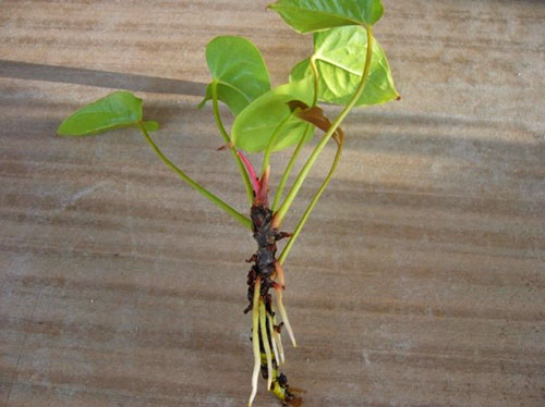 boutures d'anthurium