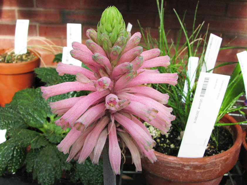 Veltheimia