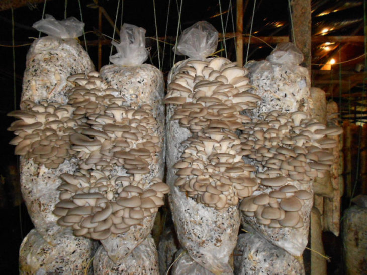 Funghi