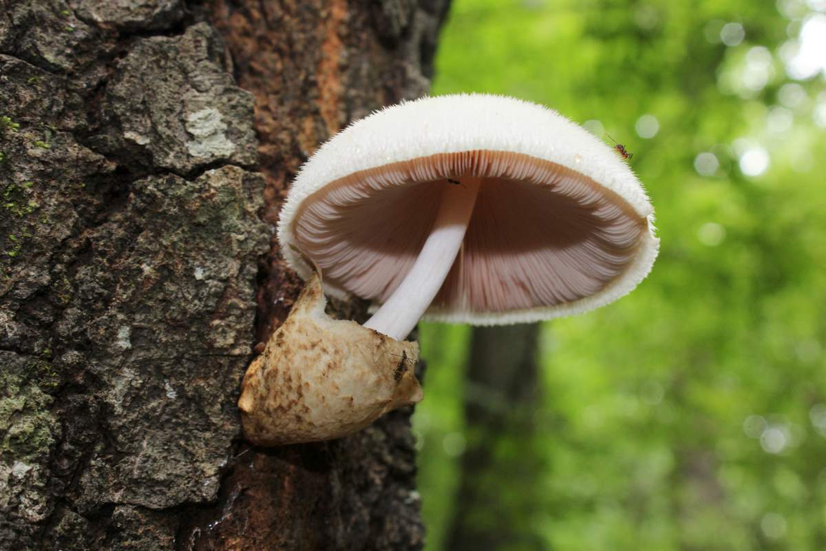 Agaric