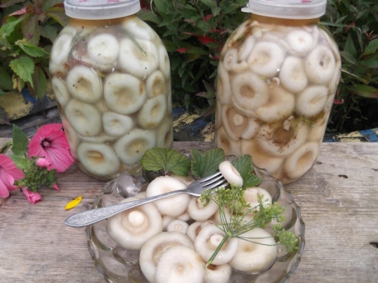Milchpilze in Marinade