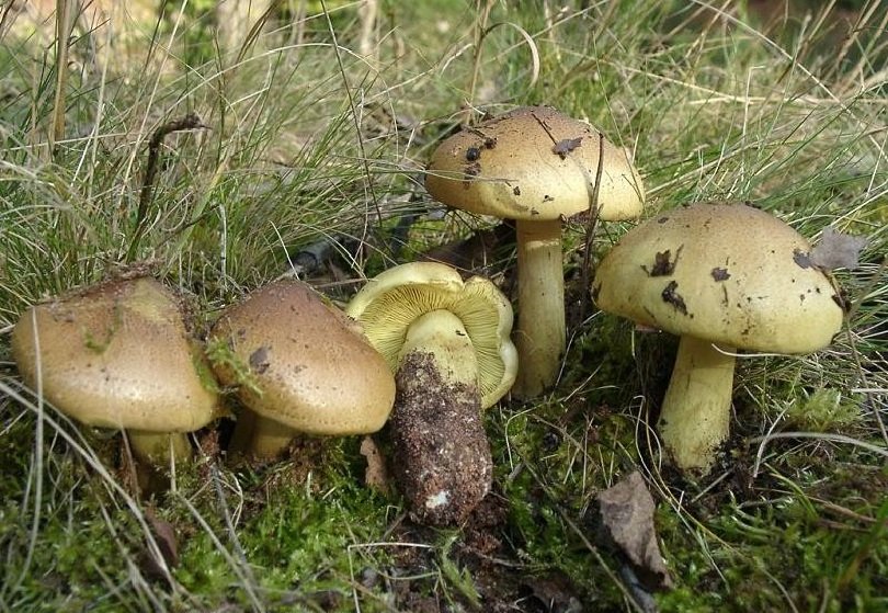 Гъби зелени филийки