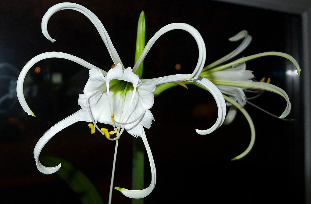 Hymenocallis agréable