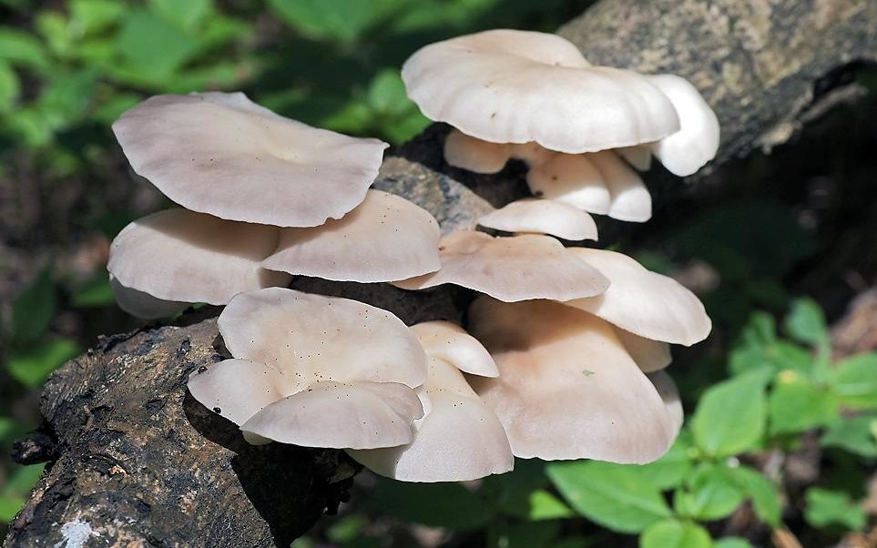 Pleurote pulmonaire
