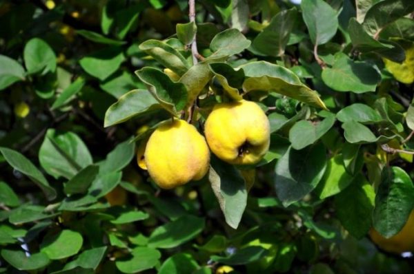 Soins à apporter aux cognassiers en automne