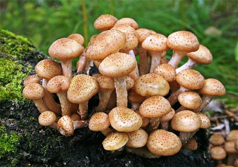 Herbstlicher Hallimasch