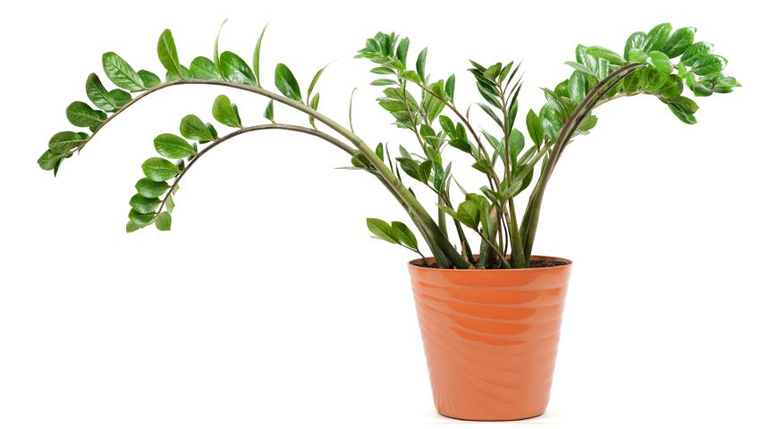 Zamioculcas zamiifolia