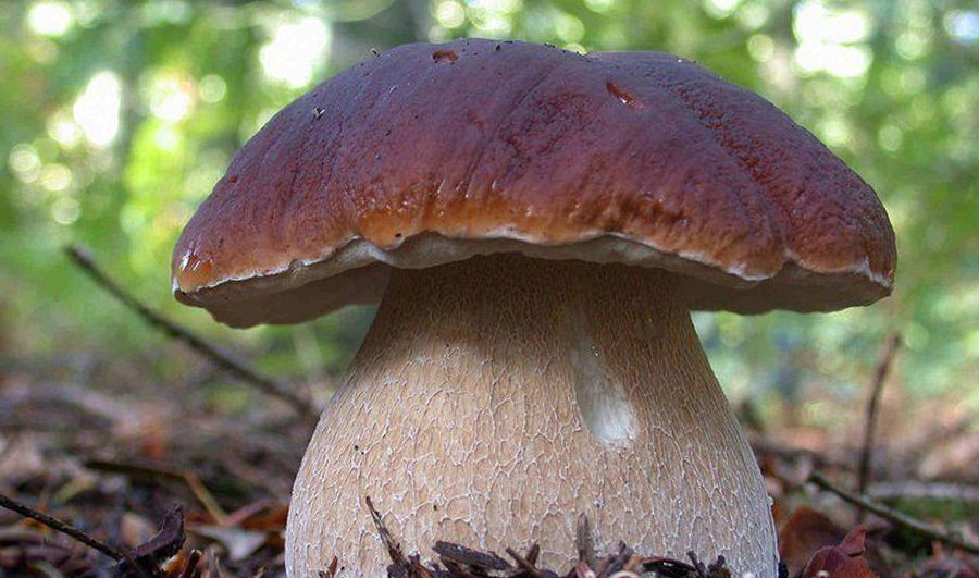 Weißer Champignon
