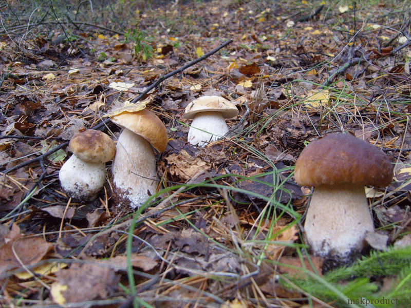 Steinpilze