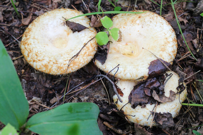 champignon au lait blanc