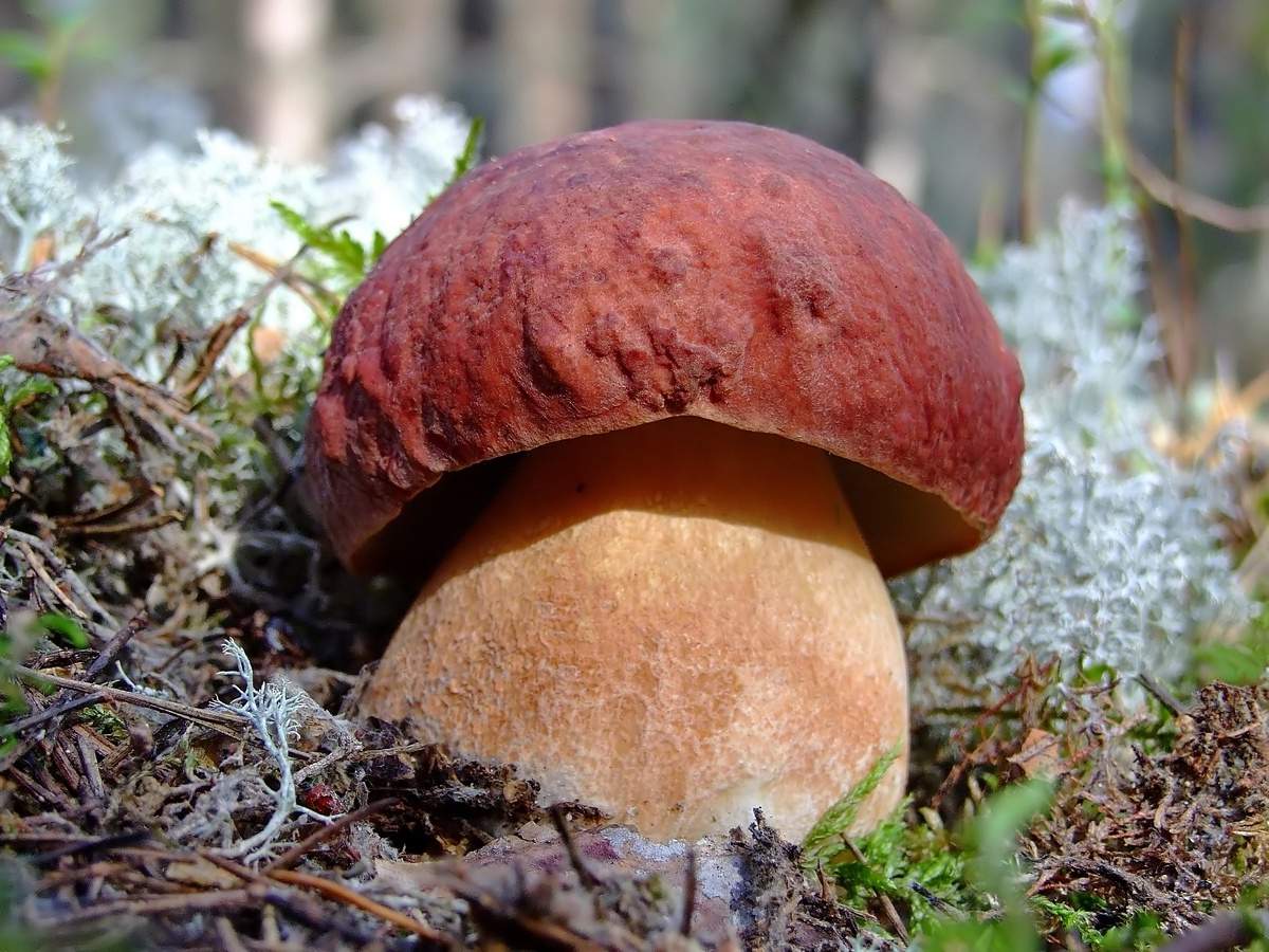 Weißer Champignon