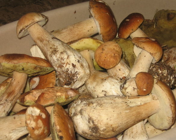 Gesammelte Pilze