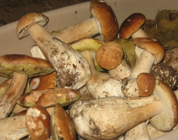 Steinpilze