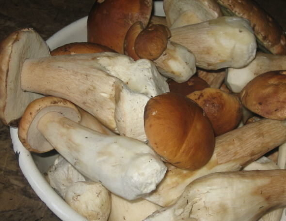 Weißer Champignon