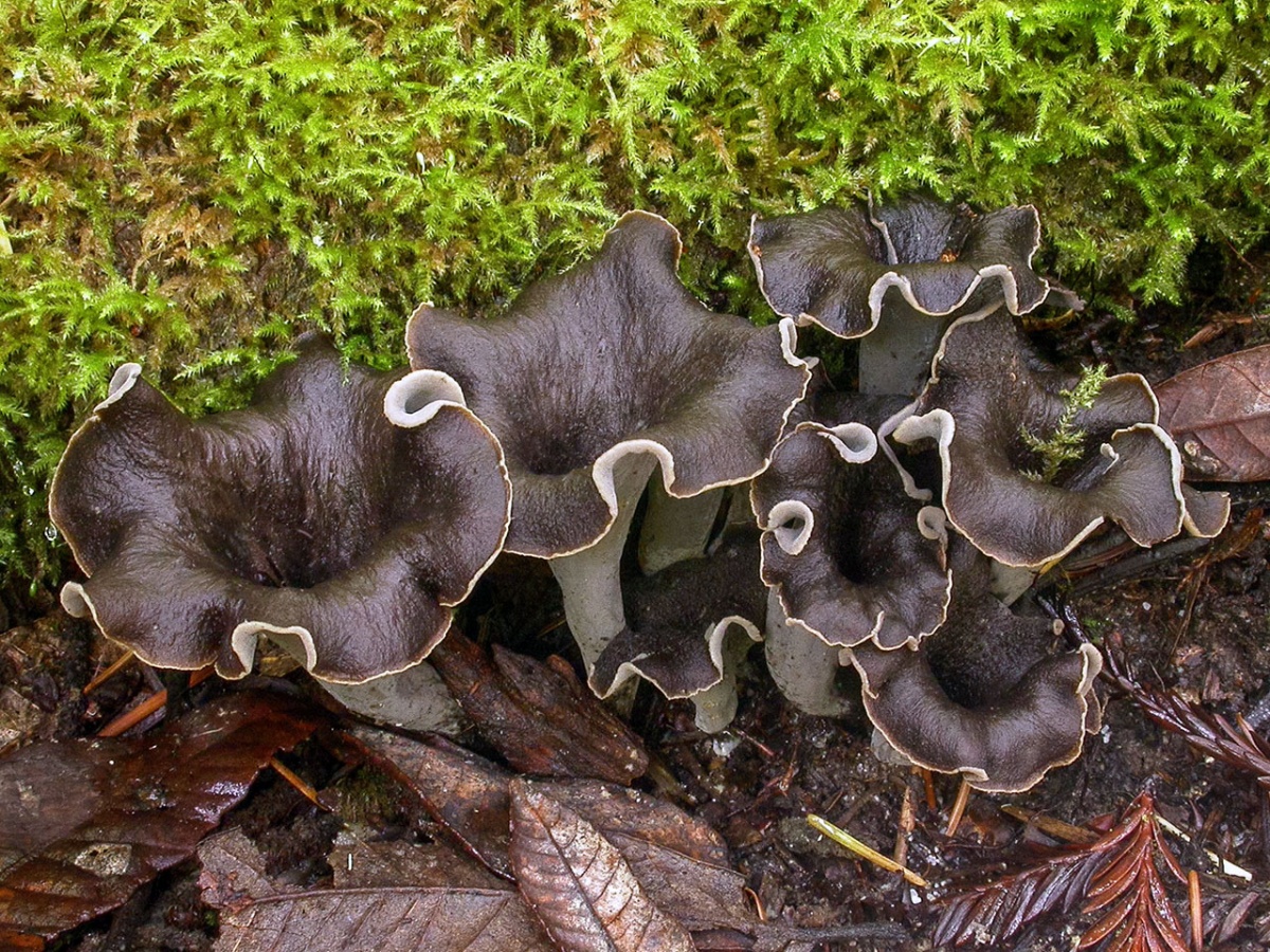 Schwarzer Pfifferling