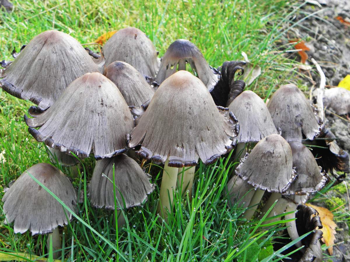 Grauer Mistkäfer