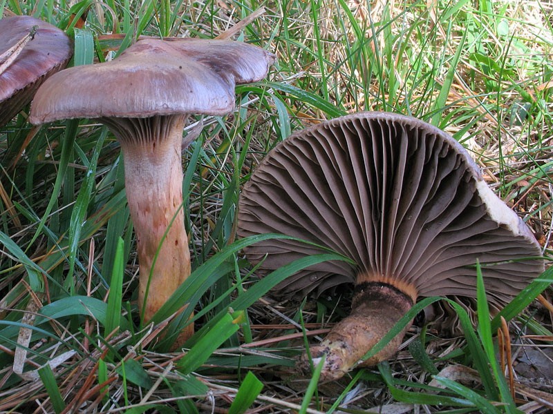 Humidité violette