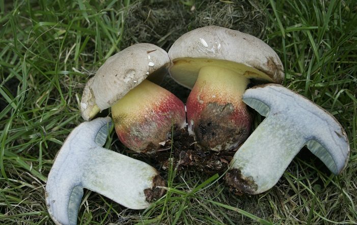 Boletus pulcherrima
