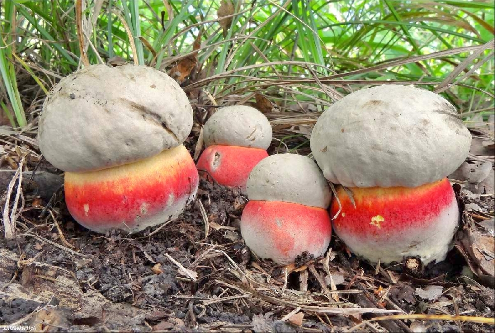 champignon satanique