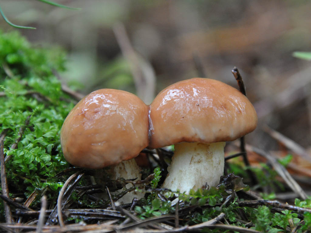 Schmetterlinge