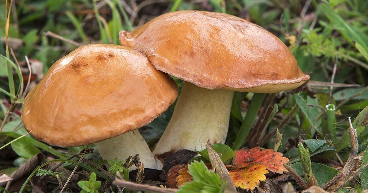 Schmetterlinge