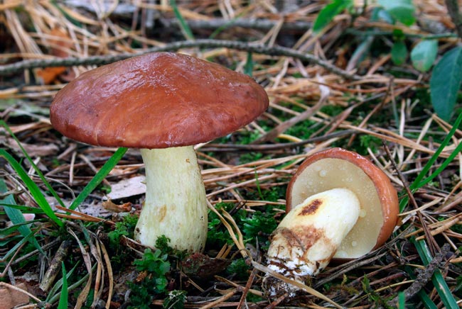Schmetterlinge