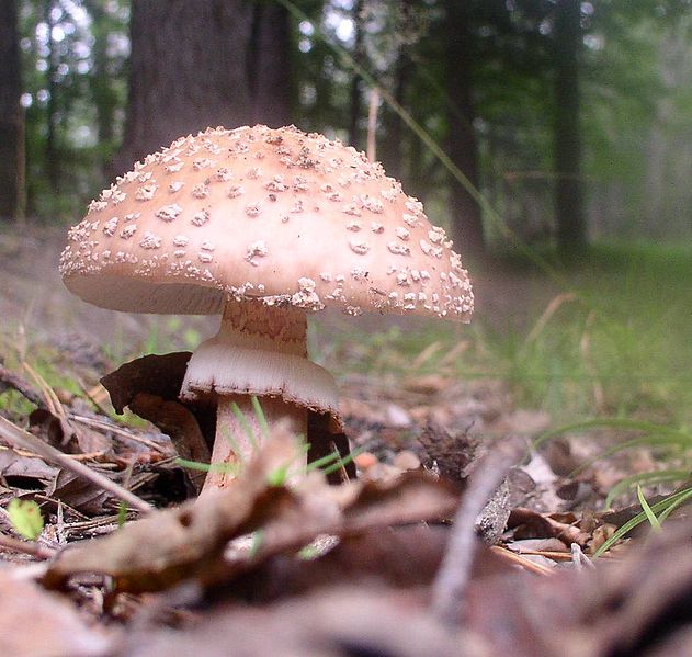Fliegenpilz