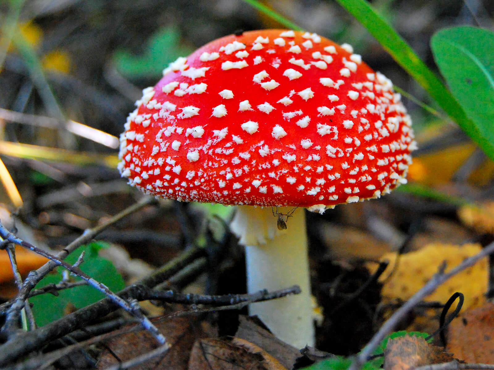 Fliegenpilz