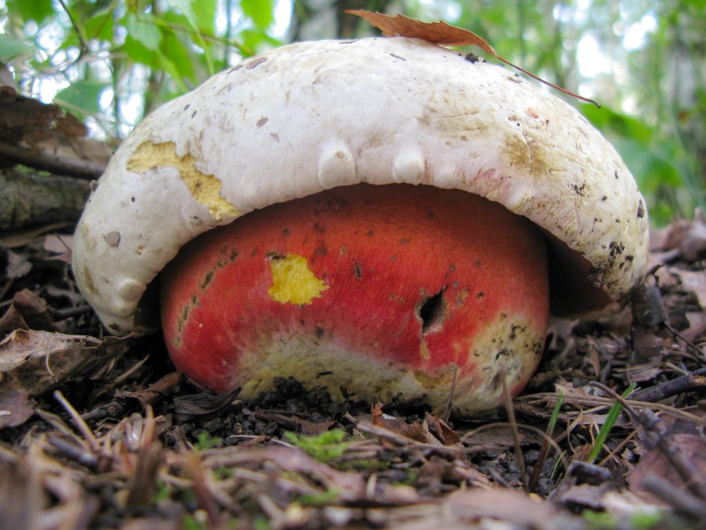 champignon satanique