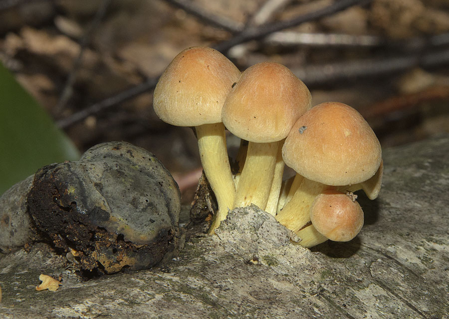 champignon miel jaune soufre