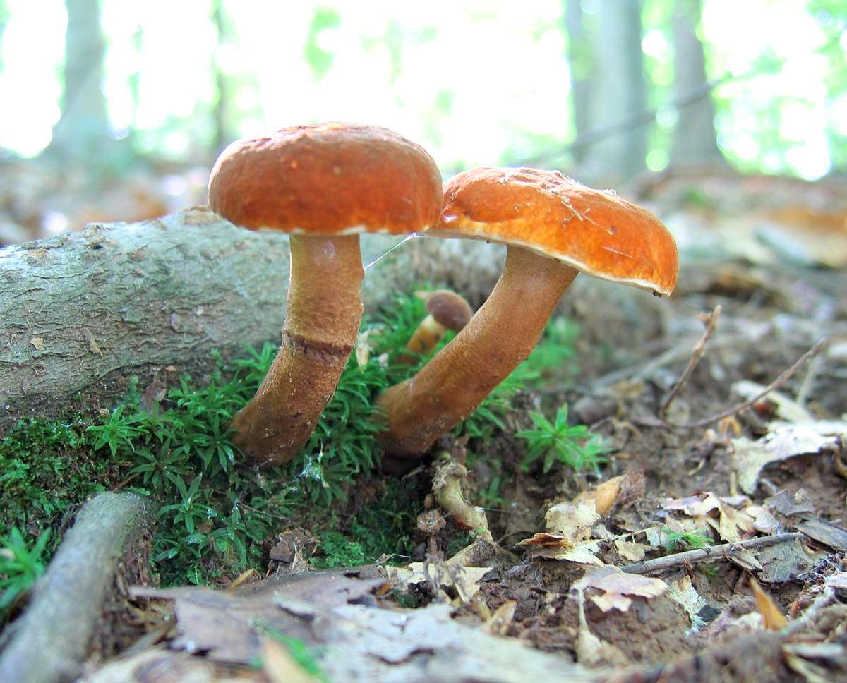 Champignon châtaigne